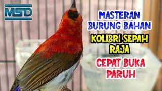 Kolibri Sepah raja gacor cocok untuk masteran burung bahan Full HD 1080p