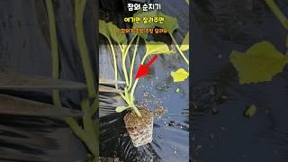 참외는 처음에 딱 여기만 잘라주면 참외가 주렁 주렁 달립니다 #참외순치기