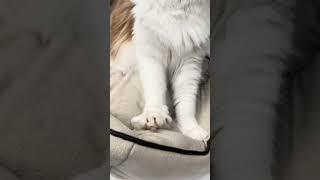Maine Coon | Le zampine  del patatone !  |#mainecoon