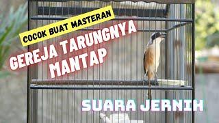 Burung Cendet Gacor Isian Tonjolan Gereja Tarung Bagus Buat Masteran dan Juga Pancingan Suara Jernih