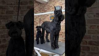 Doggy Daily Episode 218: Toby the Giant Schnauzer  #giantschnauzer #schnauzer #doggrooming