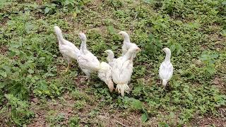 Nattu koli white chicks / Aseel white chicks