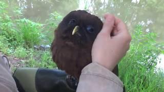 Khuron. The melanistic grey tawny owl / Хурон. Серая неясыть-меланист