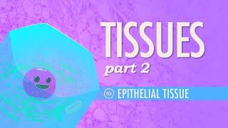 Tissues, Part 2 - Epithelial Tissue: Crash Course Anatomy & Physiology #3