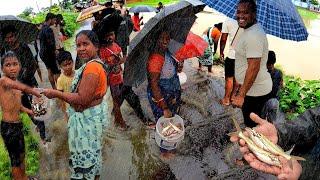 मुसळधार पावसात चढणीचे मासे आले रस्त्यावर,लोकांनी केली गर्दी मासे पकडायला,भूजलेल्या मस्यांचे कालवण