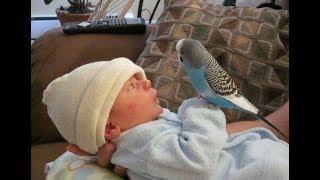 Cute Bird Falling in Love with Baby - Funny Parrots and Babies Compilation