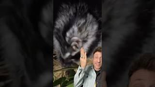 The African Crested Rat is a walking trap