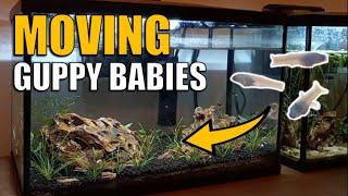 How to safely move guppy fish babies