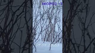 Синички и снегирь