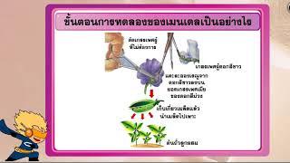 กฎของเมนเดล ตอนที่ 1 วิทยาศาสตร์ ม.3