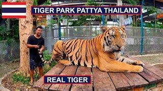  Played With Real Tiger in Tiger Park Pattya Thailand