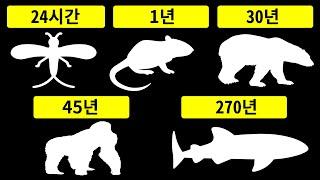 가장 짧은 수명을 가진 동물과 가장 긴 수명을 가진 동물