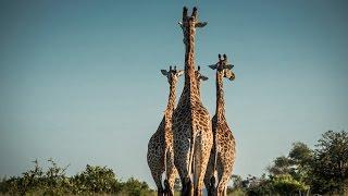 Peak Hour in Kruger courtesy of Giraffe