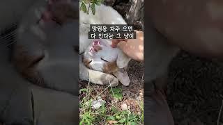 망원동 사람들은 다 안다는 그 치즈냥이 ㅎㅎ