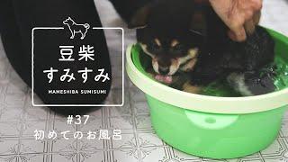 柴犬、初めてのお風呂をご覧ください。