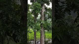 Capturing the Beauty and Power of Monsoon Season # Bangladesh # Dhaka # Rajbari