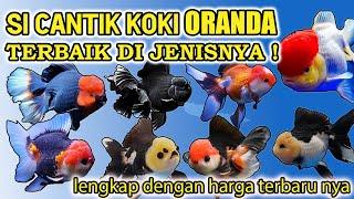 JENIS DAN HARGA IKAN MAS KOKI ORANDA TERBARU  !