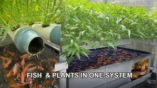 ENJOY OUR AQUAPONIC SYSTEM IN 1 MINUTE