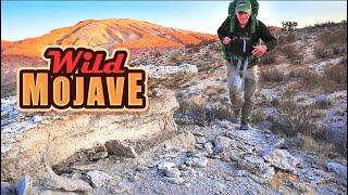 Backpacking RED ROCK Country | Mojave Desert WILD!