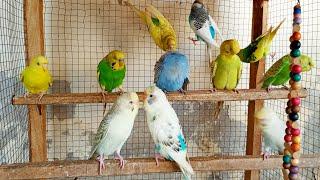 Over 12 Hours of Budgies Playing, Singing and Talking in their Aviary Budgie sounds for sad birds