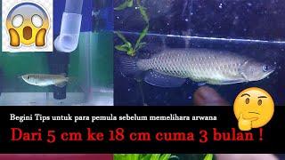 Ikan Arwana Jardini dengan Tips memeliharanya