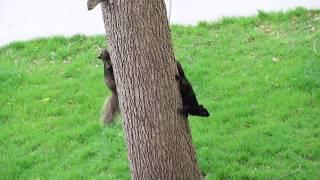 Flying tails! Two great friends enjoying the windy day #SQUIRRELS #FlyingTails #Friends #ON #Canada