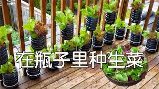 在瓶子里种菜 在阳台种菜