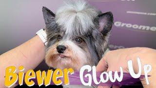 Biewer Terrier Grooming | Step-by-Step Haircut Tutorial for a Perfect Look | Pro Grooming Tips!