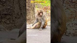 Poor injured monkey is in pain.we should help these monkeys#viral#shorts#trending #monkey#video