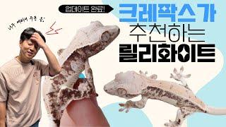 릴리화이트를 고민 중이라면? 크레팍스가 추천하는 릴리화이트!