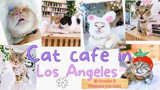 Cat cafe in Los Angeles @ Crumbs & Whisker.