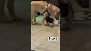 PoV : When baby beagle wants to play with labrador dog  #labrador #dog #beagle