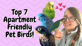 Top 7 Apartment Friendly Birds! | BirdNerdSophie