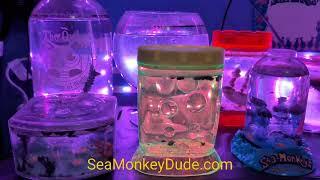 How to Grow Beneficial Algae in Your Sea-Monkey Tank