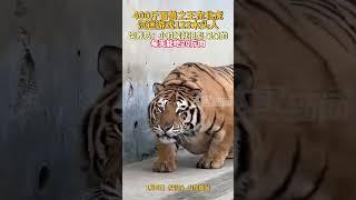 400斤的百獸之王東北虎，沈迷於遊戲123木頭人#動物園 #老虎 #shorts