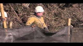 Thames & Severn Canal - dredging at Wallbridge March 2016