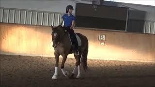 Jeremy Steinberg: The Challenge Of Riding PRE Horses In Dressage