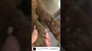 5 most painfal dog mangoworms removal, dog,maggot,remove,help,mango,removal,maggots,diseases