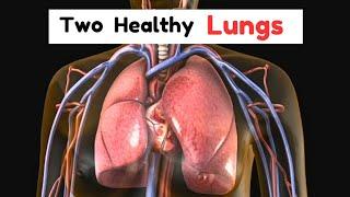 Two healthy LUNGS | Function | Learn Biology With Musawir