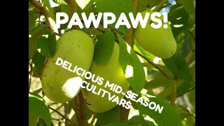 MID-SEASON Pawpaw CULTIVARS (Asimina triloba) for the HEART of Pawpaw COUNTRY