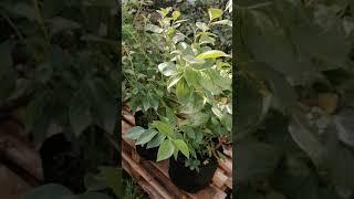 Рассада Голубики 5-летка Редких Сортов // Клубника Без Химозы