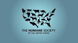 The Humane Society of the United States: Rescue Animals Now Commercial (2008/09) Short