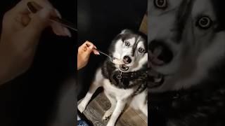 Husky Expectations / Reality Normal dogs vs Huskies | Huskies are pro at saying NO #husky #shorts