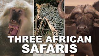 SAFARI TRIO! Leopard, Cape Buffalo, and Baboon Special!
