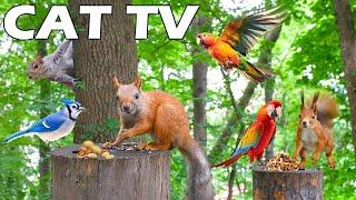 Magical Cat TV  The Cutest Birds and Red Squirrels  Cat Games 4K HDR Relax Your Cats! TV FOR CA