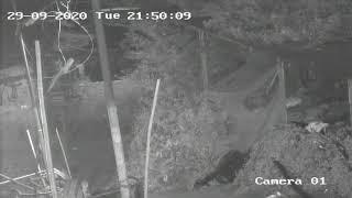 Haji Malang Baba Ka sher (Tiger) live Camera