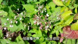 锐眼看世界－－山花依旧