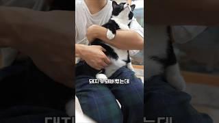 리버스 먹방 의자로 뱃살 박멸하기