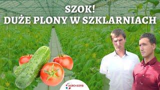 Polskie Aminokwasy Agro-Sorb - Pomidory i ogórki w uprawie szklarniowej - PolskieAminokwasy.pl