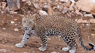 Male indian Leopard Ranthambore